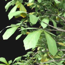 Alternative view of Horse Chestnut (v3)