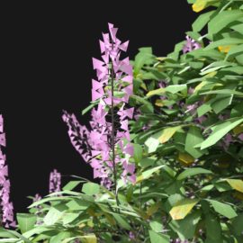 Alternative view of Horse Chestnut  (v4)