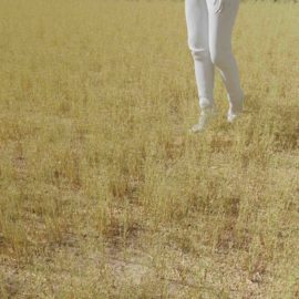 Alternative view of Silver Hairgrass (v1)