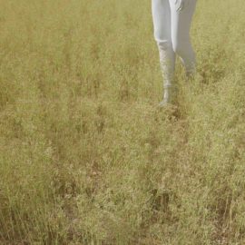 Alternative view of Silver Hairgrass (v4)