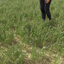 Alternative view of Golden Foxtail (v1)