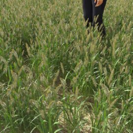 Alternative view of Golden Foxtail (v2)