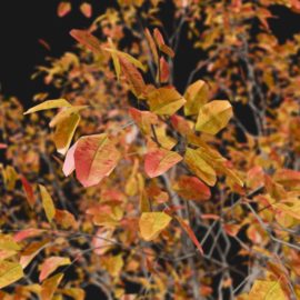 Alternative view of Canadian Berry (v3)