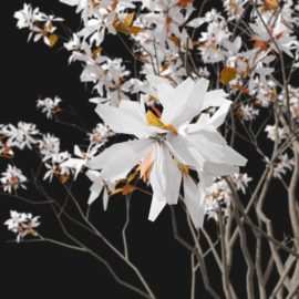 Alternative view of Canadian Berry (v4)