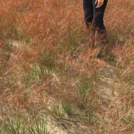 Alternative view of Purple Three-Awn (v3)