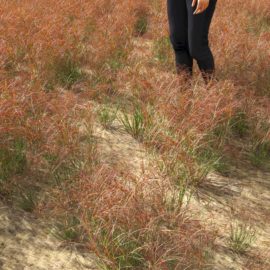 Alternative view of Purple Three-Awn (v4)