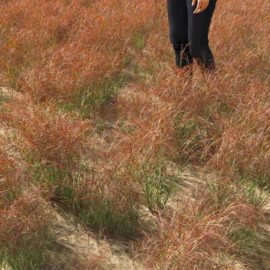 Alternative view of Purple Three-Awn (v5)