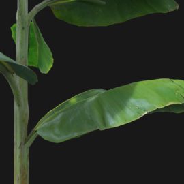 Alternative view of Banana (v1)