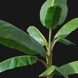 Alternative view of Banana (v2)