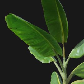 Alternative view of Banana (v3)