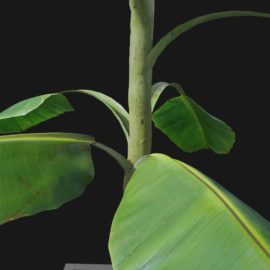 Alternative view of Banana (v4)