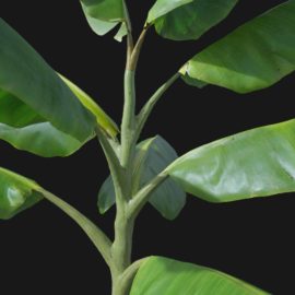 Alternative view of Banana (v5)