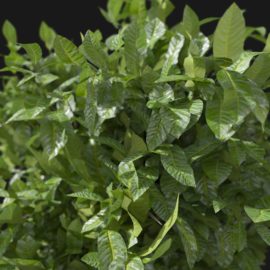 Alternative view of Bay Laurel Tree (v1)