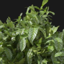 Alternative view of Bay Laurel Tree (v2)