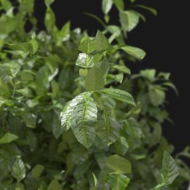 Alternative view of Bay Laurel Tree (v3)