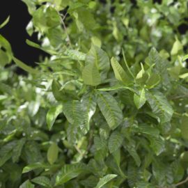 Alternative view of Bay Laurel Tree (v4)