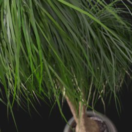 Alternative view of Ponytail Palm (v1)