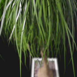 Alternative view of Ponytail Palm (v2)