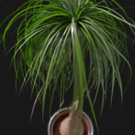Alternative view of Ponytail Palm (v3)
