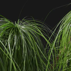 Alternative view of Ponytail Palm (v4)