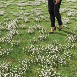 Alternative view of Daisy (v1)