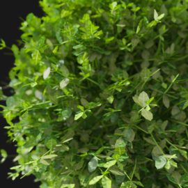 Alternative view of Boxwood (v1)