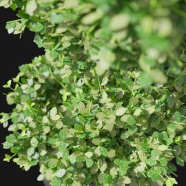 Alternative view of Boxwood (v3)
