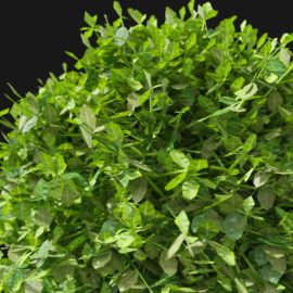 Alternative view of Boxwood (v4)