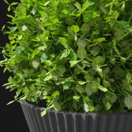 Alternative view of Boxwood (v5)