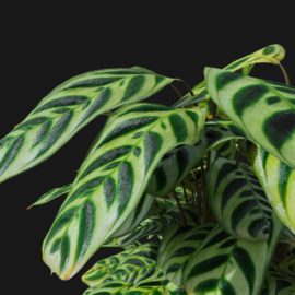 Alternative view of Peacock Plant (v1)