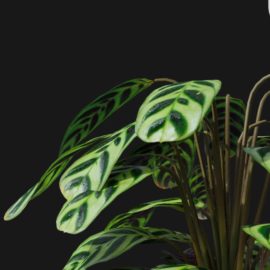 Alternative view of Peacock Plant (v2)