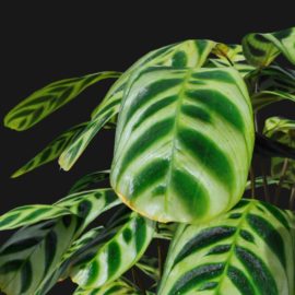 Alternative view of Peacock Plant (v3)