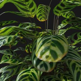 Alternative view of Peacock Plant (v4)