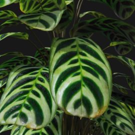 Alternative view of Peacock Plant (v5)