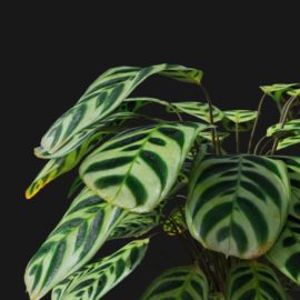 Alternative view of Peacock Plant (v6)