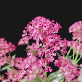 Alternative view of Red Valerian (v1)