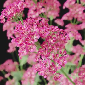 Alternative view of Red Valerian (v10)