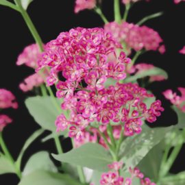 Alternative view of Red Valerian (v2)