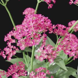 Alternative view of Red Valerian (v3)