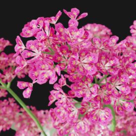 Alternative view of Red Valerian (v5)