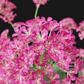 Alternative view of Red Valerian (v6)