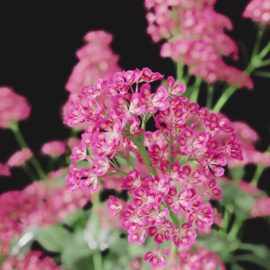 Alternative view of Red Valerian (v7)