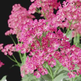 Alternative view of Red Valerian (v8)