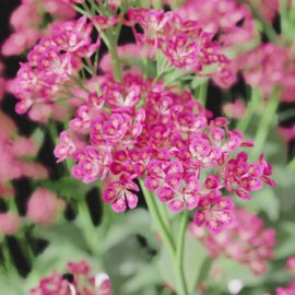 Alternative view of Red Valerian (v9)