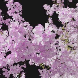 Alternative view of Cherry Blossom (v1)