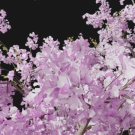 Alternative view of Cherry Blossom (v3)