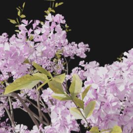 Alternative view of Cherry Blossom (v4)