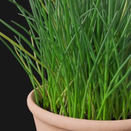 Alternative view of Chives (v2)