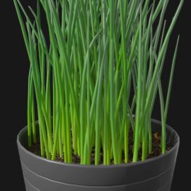 Alternative view of Chives (v3)