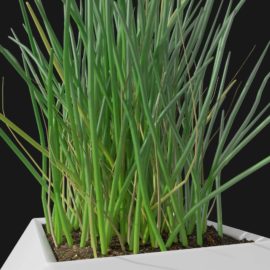 Alternative view of Chives (v4)